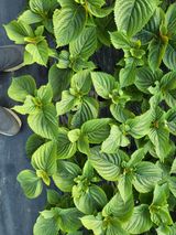 팜모닝 기타작물·병해충상담 게시글 이미지