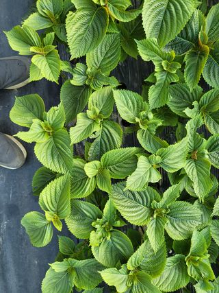 류남열 님의 기타작물 · 병해충상담 작성글 사진