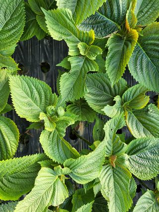 류남열 님의 기타작물 · 병해충상담 작성글 사진