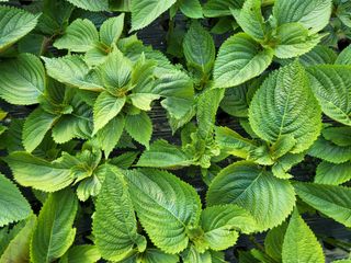 류남열 님의 기타작물 · 병해충상담 작성글 사진