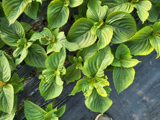 류남열 님의 기타작물 · 병해충상담 작성글 사진