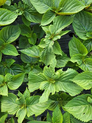 류남열 님의 기타작물 · 병해충상담 작성글 사진