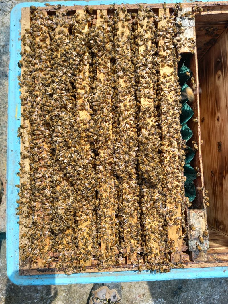 장터 상품 [양봉 벌 분양합니다] 썸네일