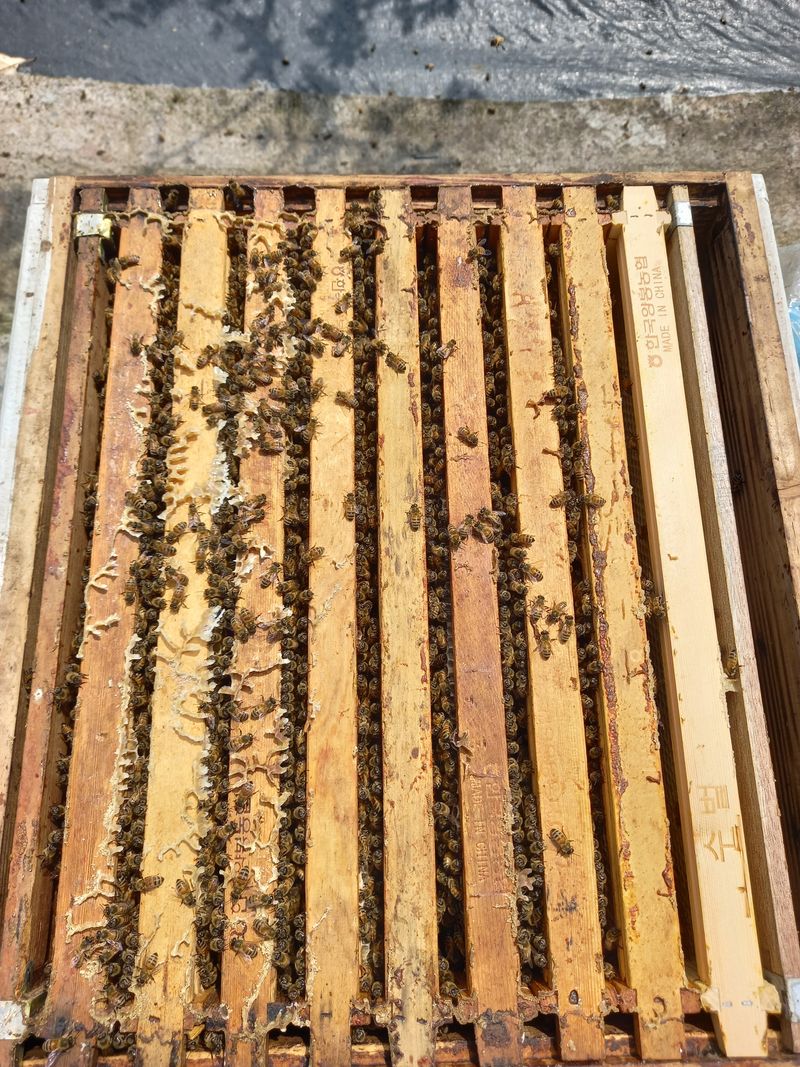 꿀벌이동일님의 장터 판매 상품 [양봉 벌 분양합니다] 첨부 사진