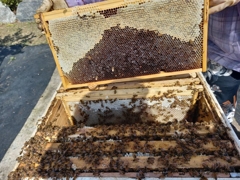 꿀벌이동일님의 장터 판매 상품 [양봉 벌 분양합니다] 첨부 사진