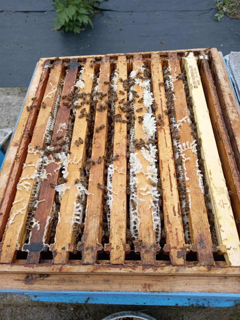 꿀벌이동일님의 장터 판매 상품 [양봉 벌 분양합니다] 첨부 사진