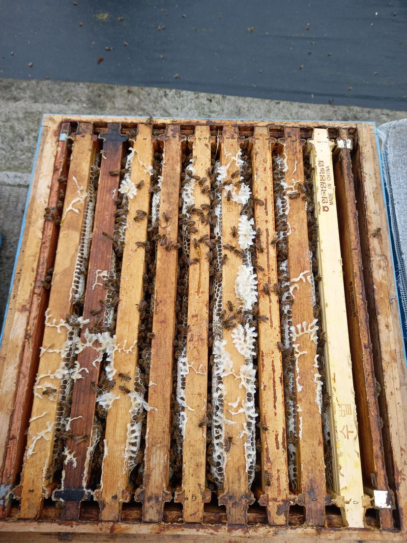 꿀벌이동일님의 장터 판매 상품 [양봉 벌 분양합니다] 첨부 사진