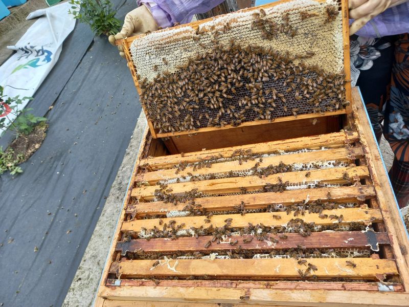 꿀벌이동일님의 장터 판매 상품 [양봉 벌 분양합니다] 첨부 사진