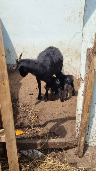 황인동님의 버섯 · 일상 작성글 사진