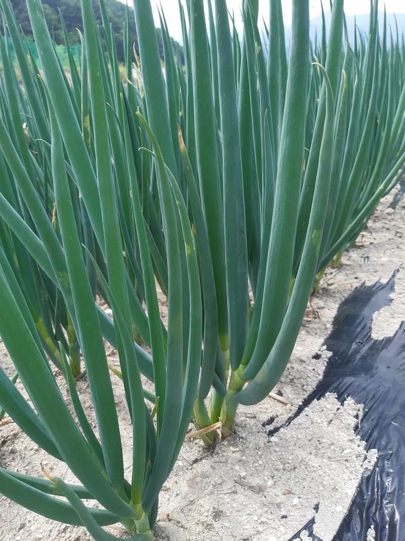 장터 상품 [야들야들 대파먹고남음심어세요완판 입니다] 썸네일