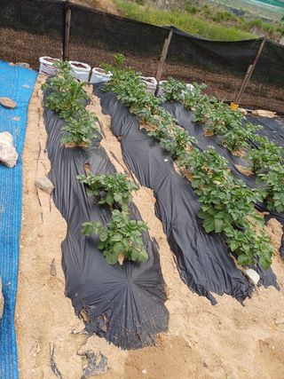 박순덕님의 고구마 · 자유게시판 작성글 사진