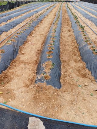 박순덕님의 고구마 · 자유게시판 작성글 사진