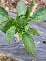 팜모닝 고추·병해충상담 게시글 이미지