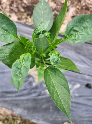 호호ㅋ님의 고추 · 병해충상담 작성글 사진