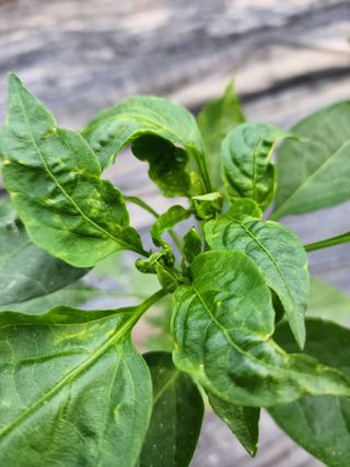 호호ㅋ님의 고추 · 병해충상담 작성글 사진