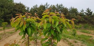 hhoo님의 기타작물 · 병해충상담 작성글 사진