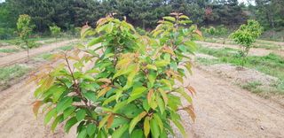 hhoo님의 기타작물 · 병해충상담 작성글 사진