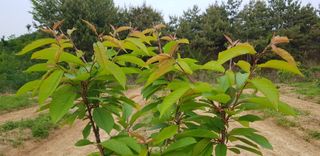 hhoo님의 기타작물 · 병해충상담 작성글 사진