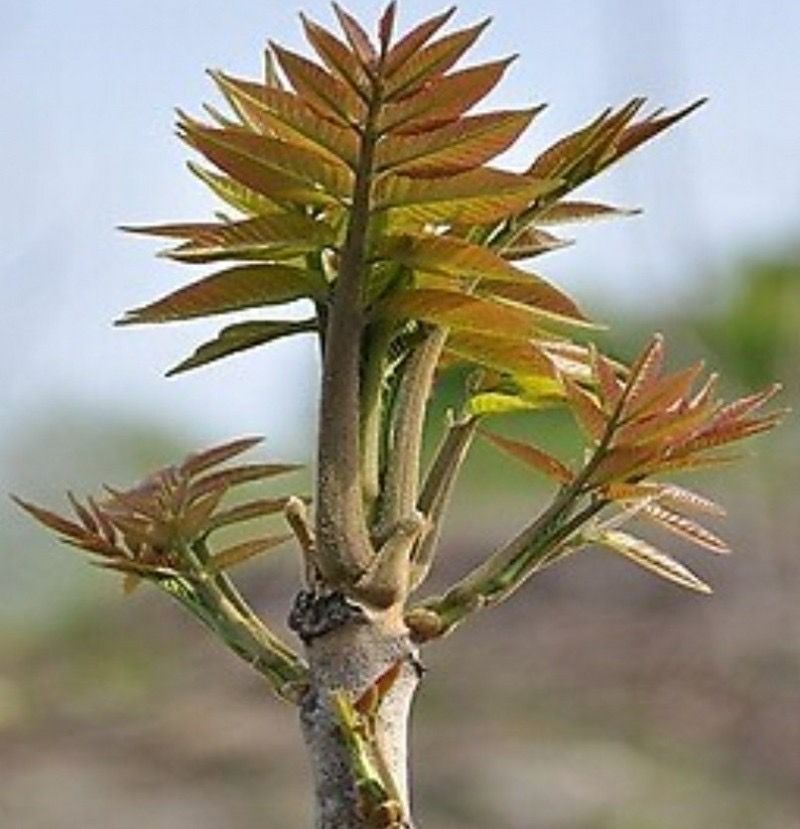 장터 상품 [옷나무묘목 삽니다] 썸네일