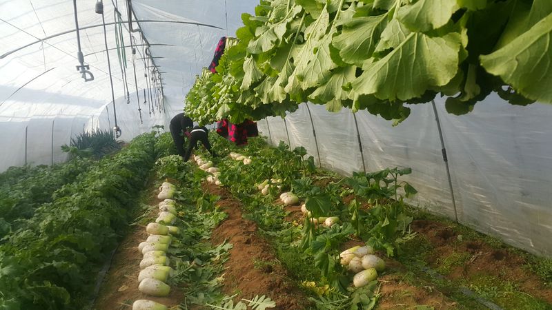 장터 상품 [무말랭이 150g에  5.000원   가을무우로만 만드려요 생무우가격보다 말린게 싸요] 썸네일