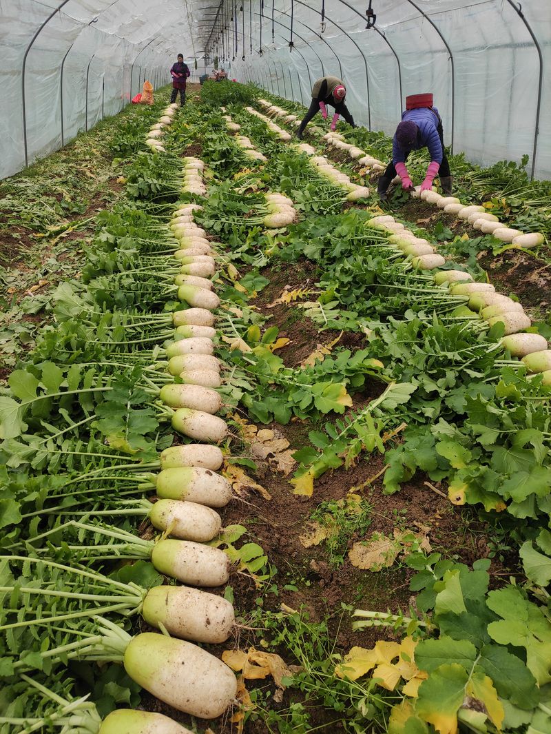 농민님의 장터 판매 상품 [무말랭이 150g에  5.000원   가을무우로만 만드려요 생무우가격보다 말린게 싸요] 첨부 사진