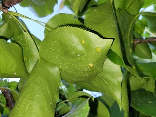한정술님의 기타작물 · 병해충상담 작성글 사진