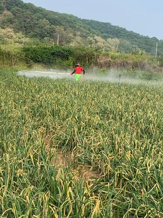 김명숙님의 양파 · 병해충상담 작성글 사진