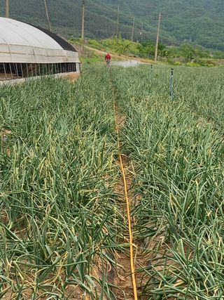 김명숙님의 양파 · 병해충상담 작성글 사진