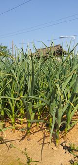 팜모닝 마늘·병해충상담 게시글 이미지