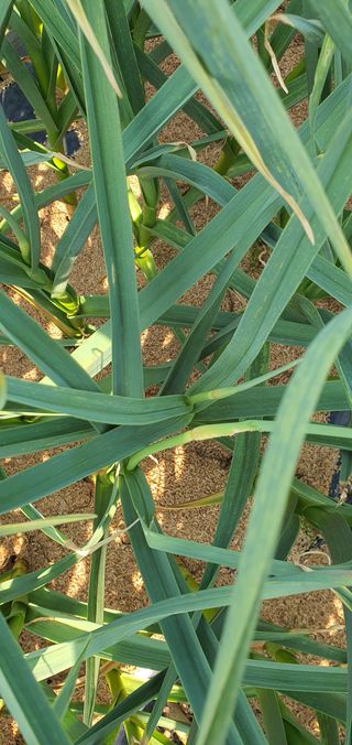 또순이떼지누리님의 마늘 · 병해충상담 작성글 사진