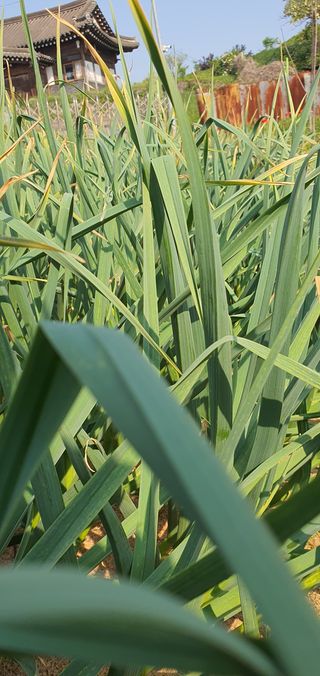 또순이떼지누리님의 마늘 · 병해충상담 작성글 사진