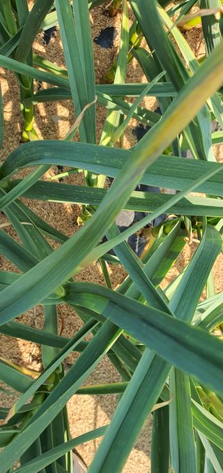 또순이떼지누리님의 마늘 · 병해충상담 작성글 사진