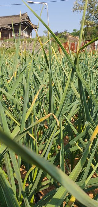 또순이떼지누리님의 마늘 · 병해충상담 작성글 사진