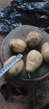 팜모닝 감자·자유게시판 게시글 이미지