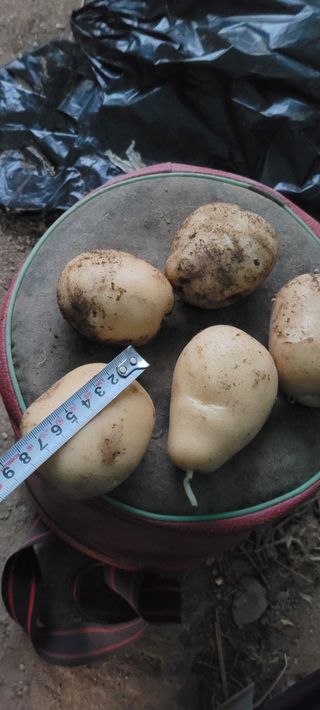 김연준님의 감자 · 자유게시판 작성글 사진