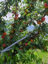 팜모닝 자두·병해충상담 게시글 이미지