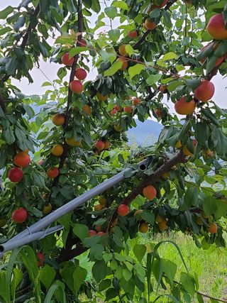 장순식님의 자두 · 병해충상담 작성글 사진