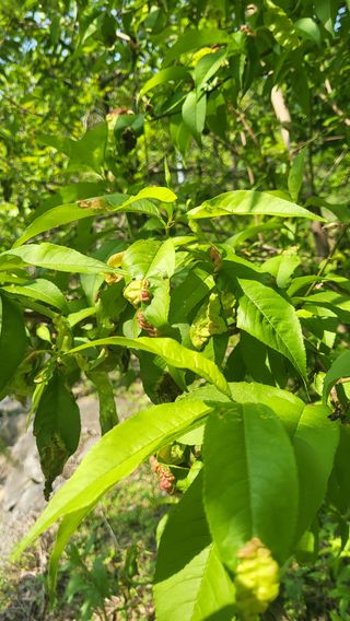 ♡5도2촌pys♡님의 복숭아 · 병해충상담 작성글 사진