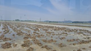 김응균님의 벼 · 자유게시판 작성글 사진