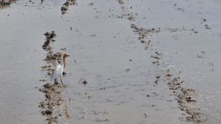 김응균님의 벼 · 자유게시판 작성글 사진