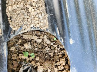 HYUN님의 참깨 · 자유게시판 작성글 사진