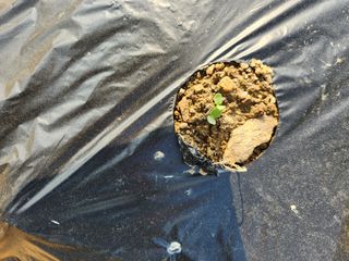 HYUN님의 참깨 · 자유게시판 작성글 사진