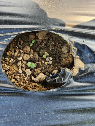 HYUN님의 참깨 · 자유게시판 작성글 사진