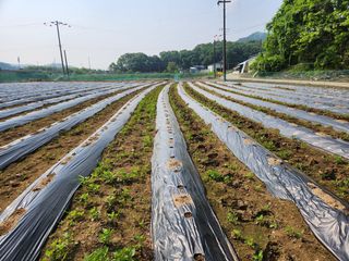 HYUN님의 참깨 · 자유게시판 작성글 사진