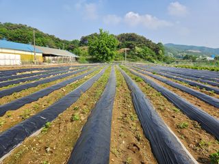 HYUN님의 참깨 · 자유게시판 작성글 사진