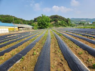HYUN님의 참깨 · 자유게시판 작성글 사진