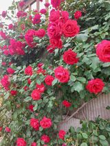 팜모닝 자유주제·자유게시판 게시글 이미지