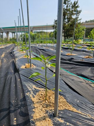 김영길님의 고추 · 지주설치•유인•성장 작성글 사진