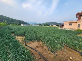 고추6685님의 양파 · 병해충상담 작성글 사진