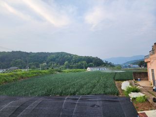 고추6685님의 양파 · 병해충상담 작성글 사진